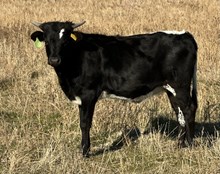 Platinum Pearl 25 hef