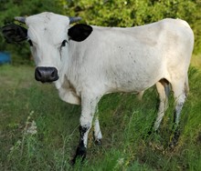 Rio Lezawe bull calf