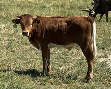 Load Up 25 bull