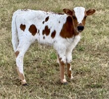 Dreams 25 Heifer 