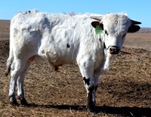 MISS GLADYS X RIO MAGIC BULL CALF