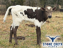 SC Sweet Tennessee Knight