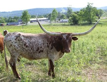 HBR Sheeza Safari