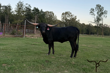 HL Georgia O’Keefe 