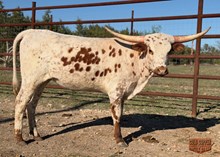 4C DOTTIE’S HOTTIE