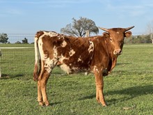 LAZYJ'S PRISCILLA x NDN Scarecrow heifer