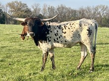 Heifer 3