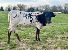 Heifer 5