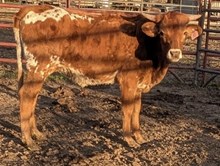 JOSIES CATCHIN 50 SHADES