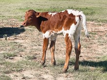 3P COWBOY'S ACE
