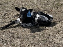 Over Kill X Miss Long Shot 25 Bull