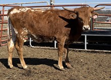 JOSIES CATCHIN 50 SHADES