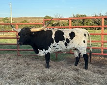 HC Halo Georgia O’Keeffe