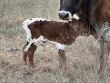 KS x Haromy of Victory