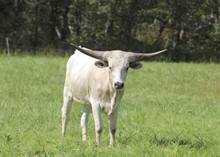 MBR Grayzie 