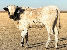 3P JEST A RODEO COWBOY 