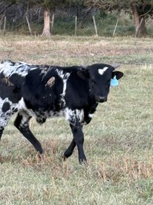 Over Kill X Miss Long Shot 25 Bull