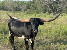 Black Hills Cowgirl CPL