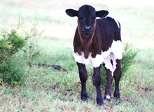 2023 Rozee Bull
