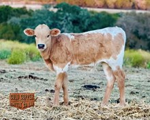 Dark Knight Tejas OK Touch Bull Calf