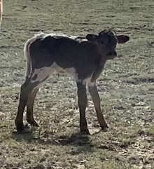 Mr. Happy x Dainty Derenger 2021 heifer