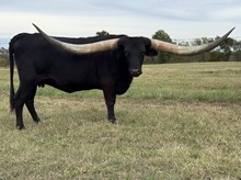 RL PCC Dreams Of Gold 