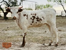 4C DOTTIE’S HOTTIE