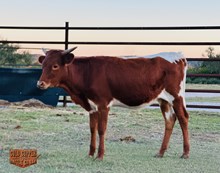 4C EVERYTHING NICE X DK