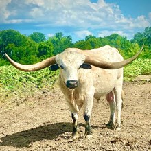 WES JJ Incredible Journey