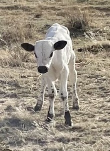 Committed x Clover Dust 2022 heifer