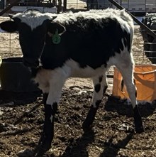 Blackout Double Tuff RBR