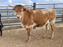 SW EASY LOVIN x Reneger 2021 heifer