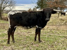 Heifer 17