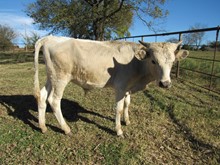 Promenade bull calf 2020