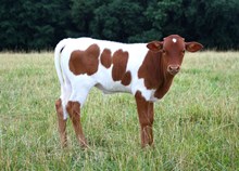 UNREGISTERED CALF