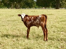 Mohave bull calf