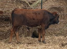 J7 JANGO TEXANO 🇺🇸