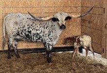 J7 BROWN DUST 🇺🇸