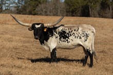 RIVERFORK BLACKEYED SUZY