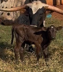 J7 PANTERA NEGRA