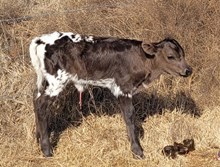 Meltdown 2026 heifer