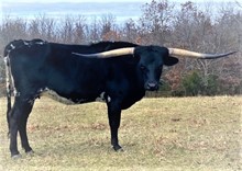 LF Midnight Fancy Desire