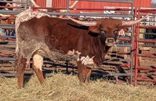 LAZYJ'S RED BEANS N RICE