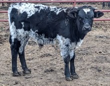 One Knight Stand LJR