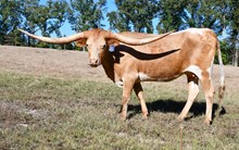 Pepper’s Smoke Show