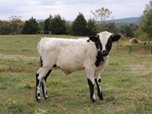 JBM Billy Ann 2017 steer