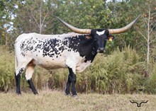 RIVERFORK BLACKEYED SUZY