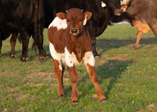 DCT -JH LIGHTNING N BOTTLE x RIVERFORK BLK DIAMOND