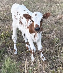 Sweet Sue Heifer