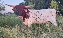 TEJANO'S LA COQUETA